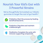 Infographic titled Nourish Your Kid’s Gut with 3 Powerful Strains, showing how prebiotics, probiotics, and postbiotics support gut health. Features related icons and a small image of Kids' Belly-Biotic - Free Gift For Life gummies bottom right.